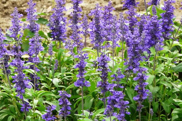 藍(lán)花鼠尾草的功效與作用