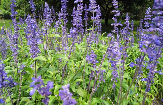 藍(lán)花鼠尾草花期多久