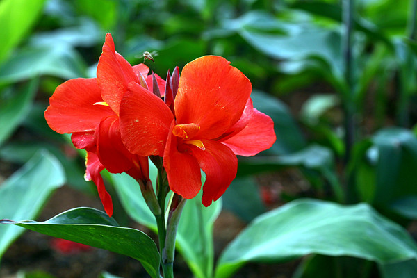 美人蕉什么時(shí)候開花