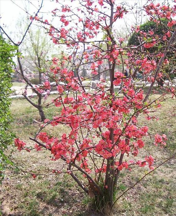 貼梗海棠圖片