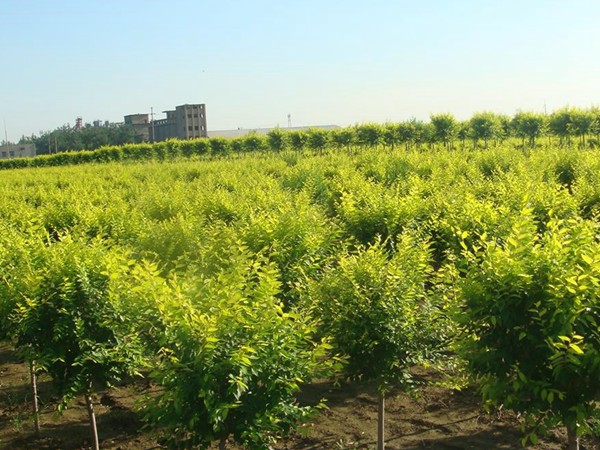 基地直銷金葉榆樹苗，價格多少錢