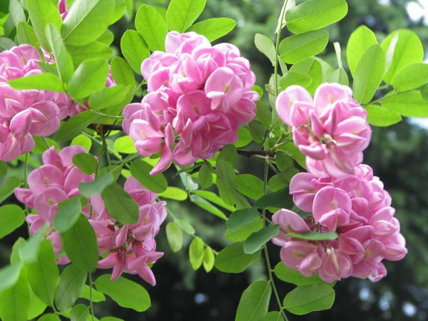 市場(chǎng)中香花槐樹(shù)苗價(jià)格多少