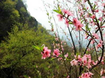 山桃什么時候開花，什么時候賞花效果好