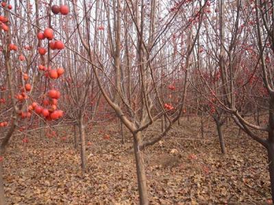 冬紅果海棠什么時(shí)候開花 ？