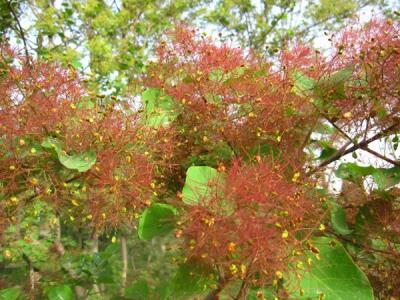 黃櫨樹(shù)如何種植，有什么種植技巧