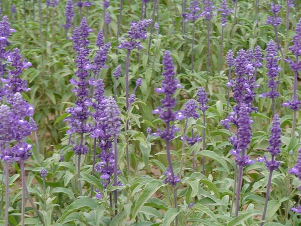 藍(lán)花鼠尾草圖片