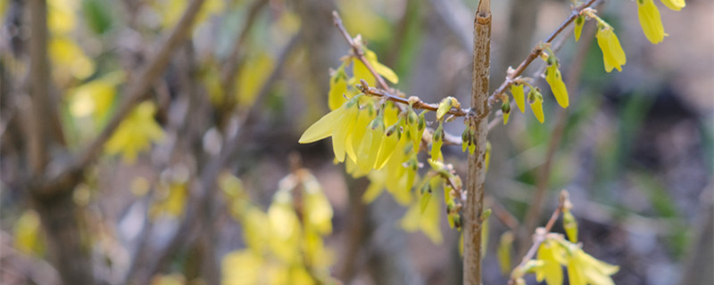 連翹怎么種，種子怎么才能發(fā)芽