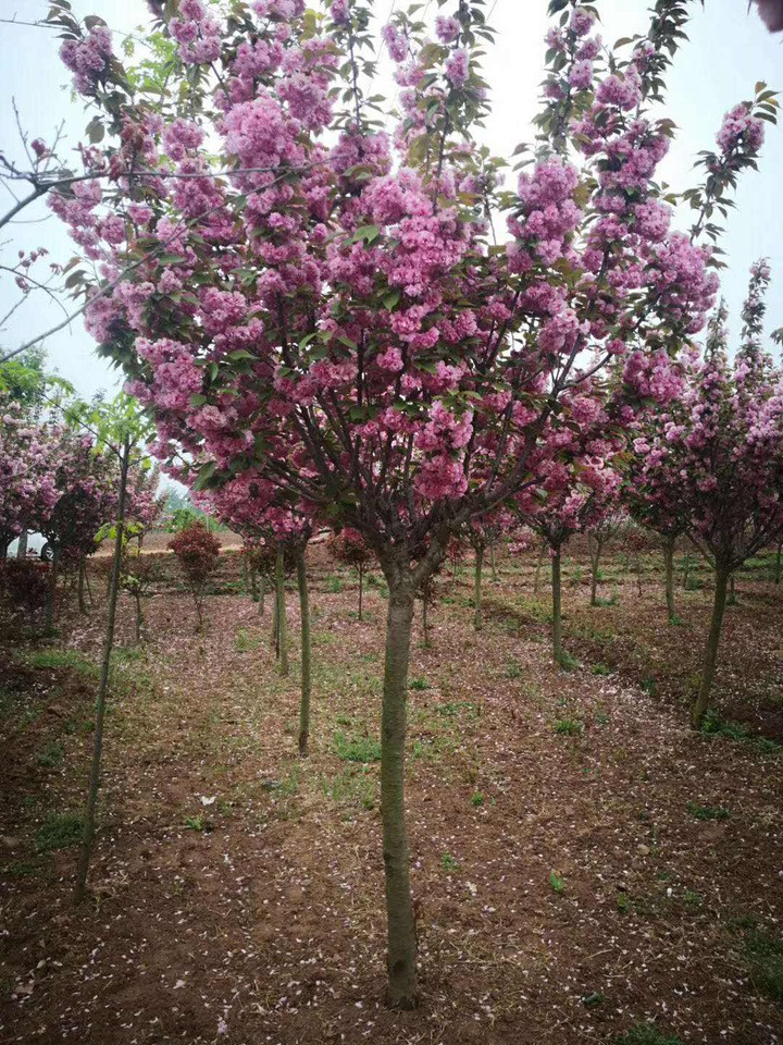 櫻花樹