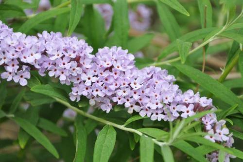 醉魚草花期是幾月，花期有多長(zhǎng)