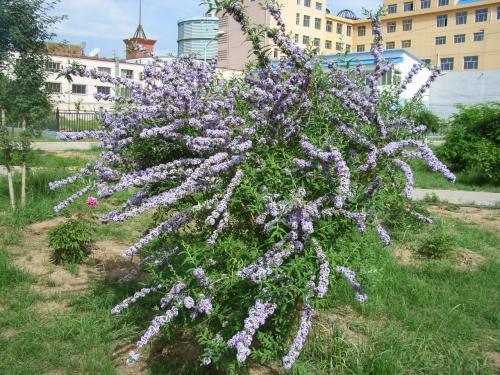 醉魚草花期是幾月，花期有多長(zhǎng)