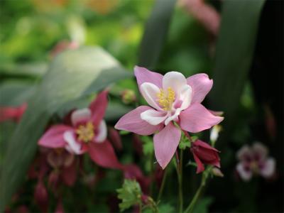 耬斗菜是多年生還是一年生