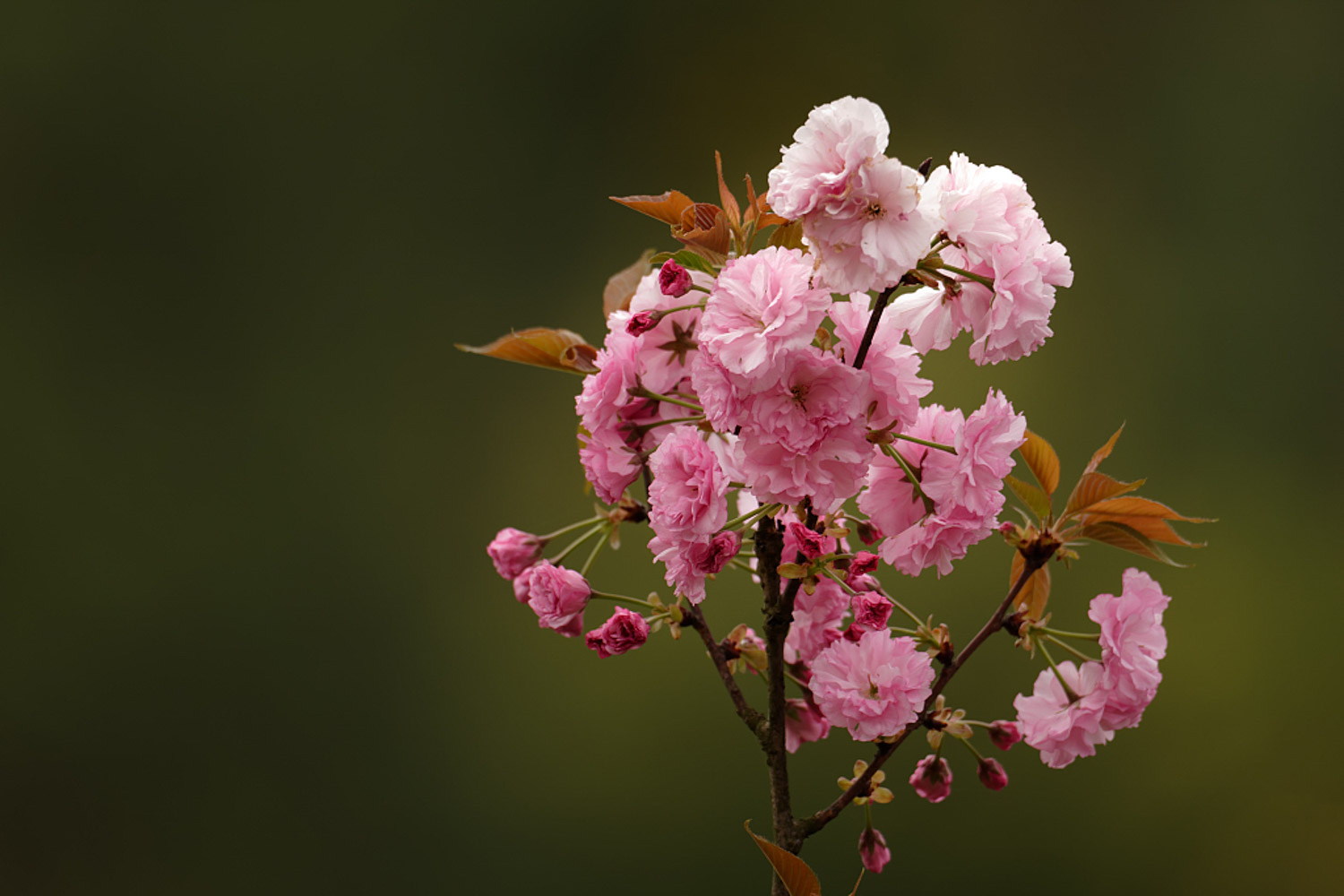 櫻花