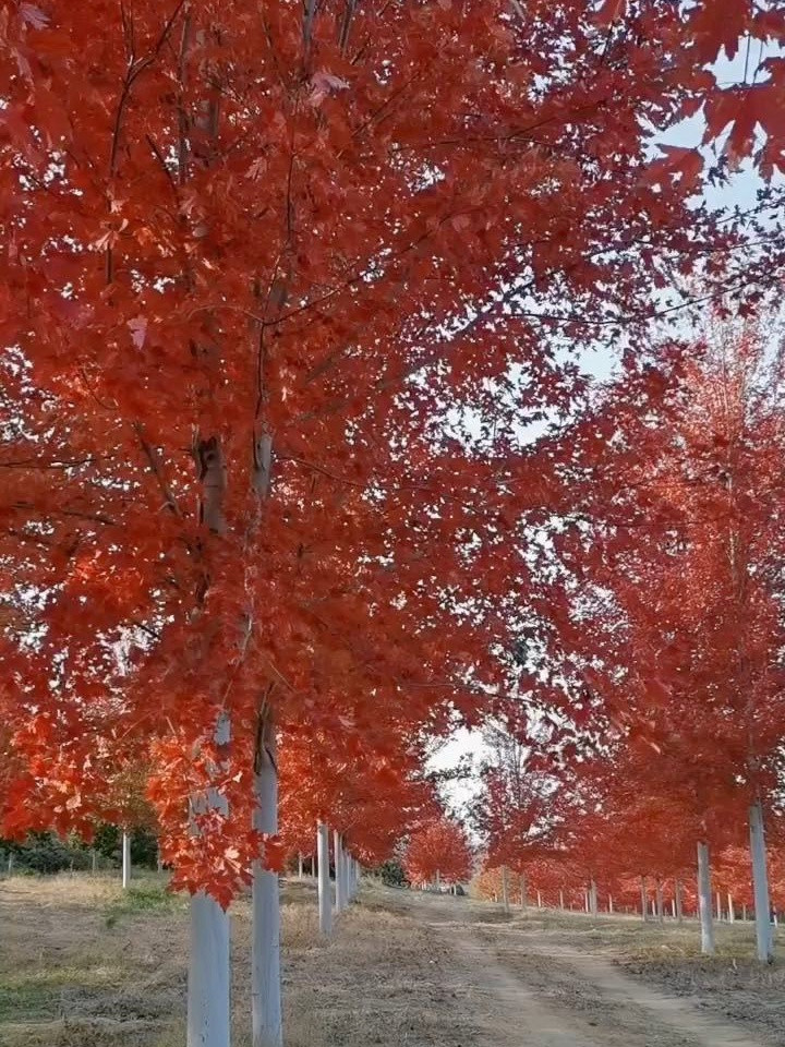 秋火焰紅楓