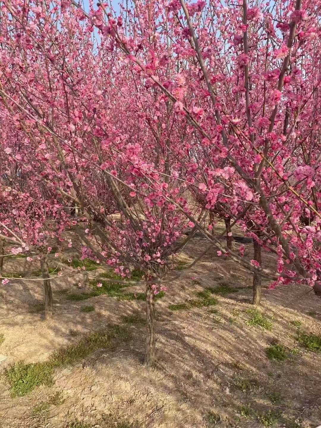 紅梅樹苗多少錢一棵