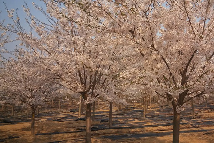 櫻花樹(shù)