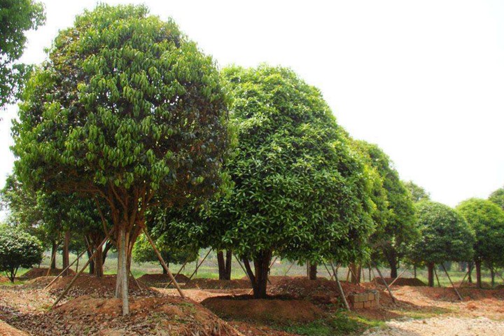 桂花樹(shù)