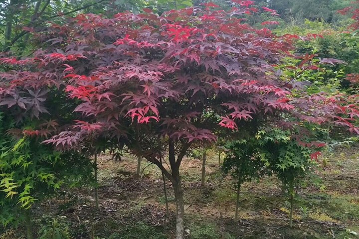 紅楓