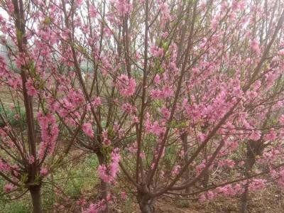 青葉碧桃開(kāi)什么花？什么時(shí)候開(kāi)花？