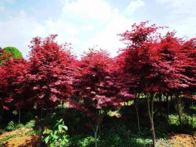 美國(guó)紅楓紅冠和秋火焰區(qū)別