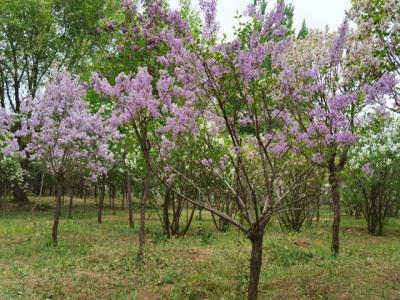 丁香樹適合庭院種植嗎