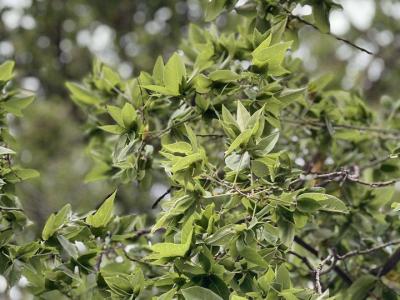 蝴蝶槐什么時(shí)候種植最好